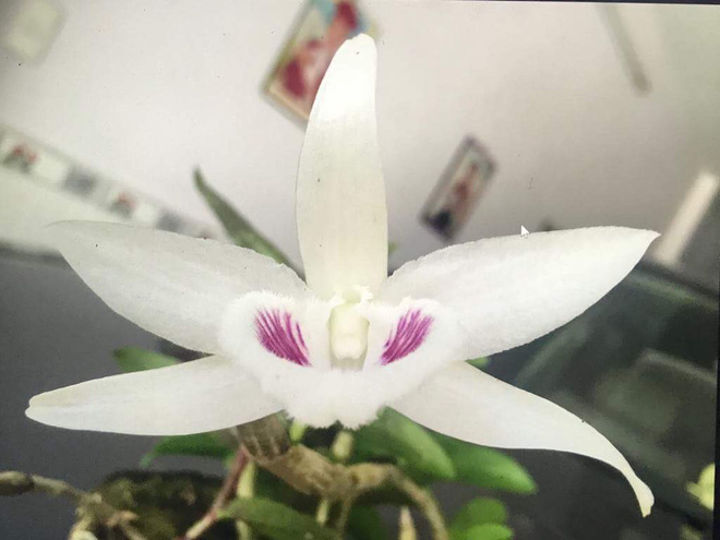 Thú vui tiền tỷ phục vụ giới nhà giàu Việt Nam - Ảnh 3 Thú vui tiền tỷ phục vụ giới nhà giàu Việt Nam - Ảnh 3